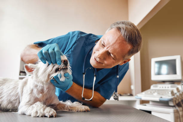 Best Emergency Dentist for Special Needs Patients in Gulf Hills, MS
